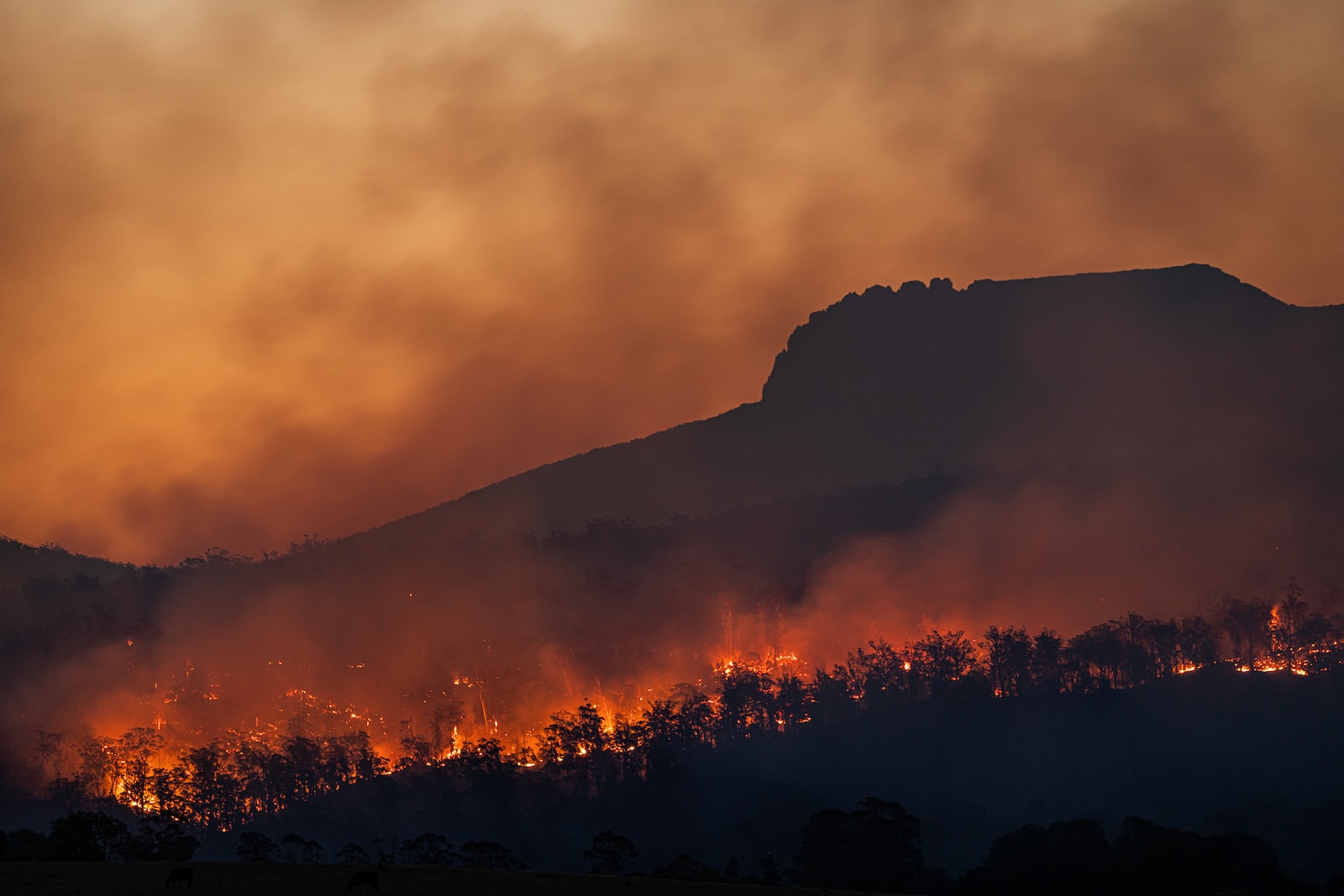 bushfire attack level BAL reports surf coast