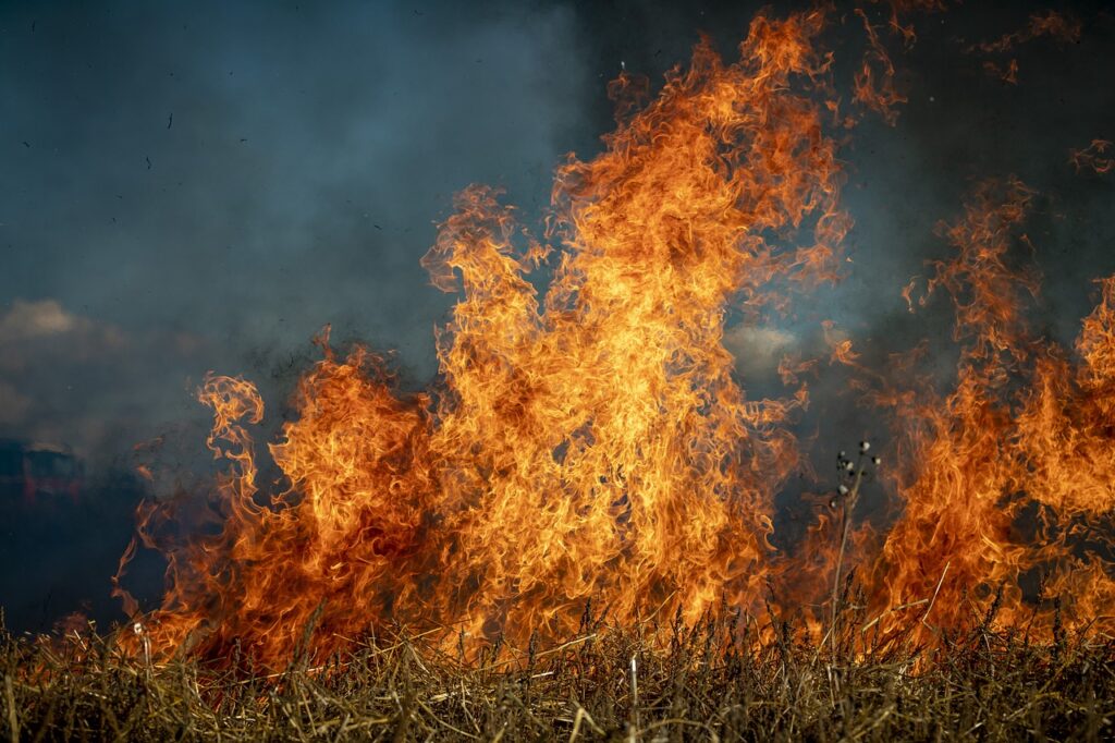 firewise landsacaping